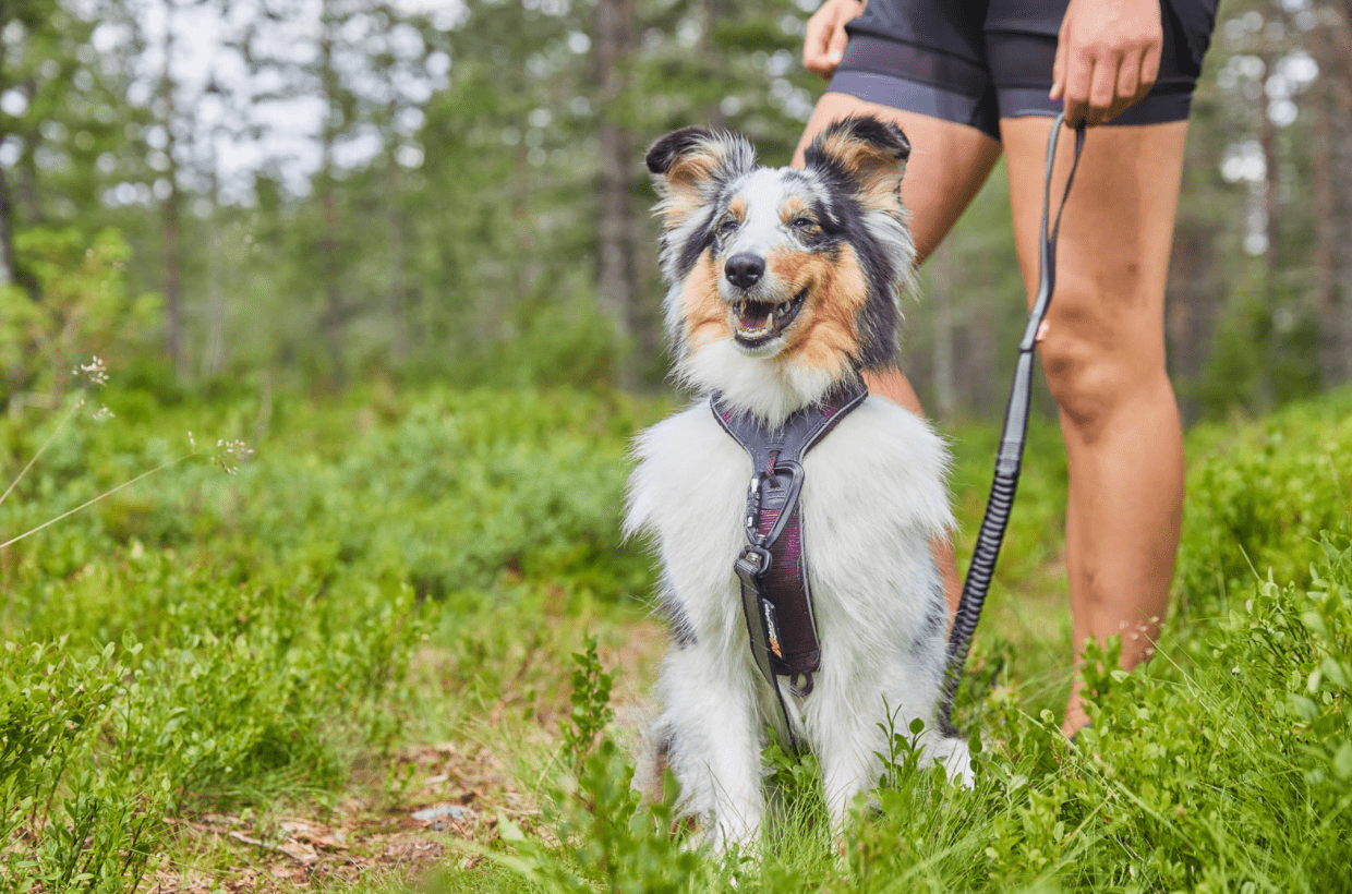 Line Harness 5.0 (Non - Stop Dogwear) - SnowPaw Store - Non - Stop Dogwear - Dog Harness